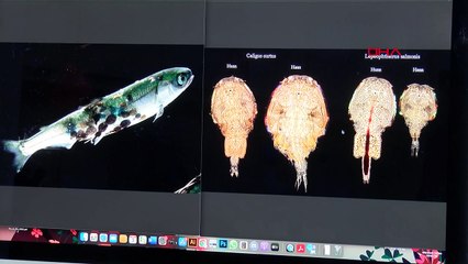 Parasite détecté dans du saumon norvégien vendu en épicerie