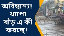 পুরুলিয়া : খ্যাপা ষাঁড় কী করছে,না দেখলে বিশ্বাস হবে না!