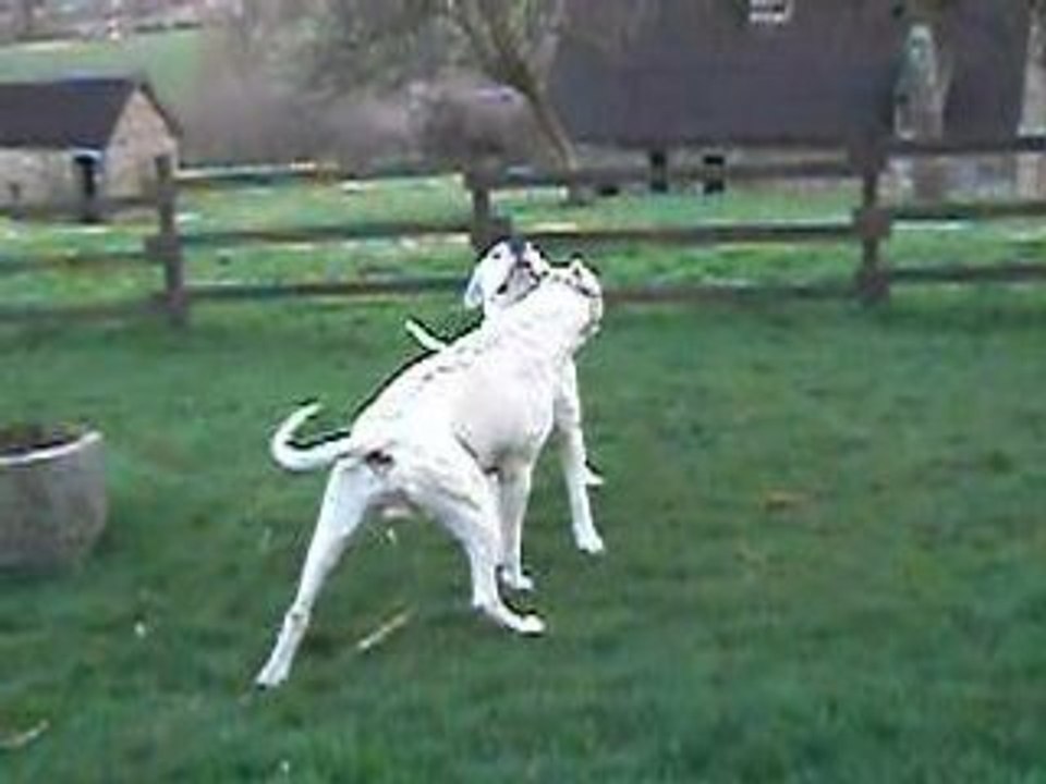 Trakken et Aura, dogues argentins