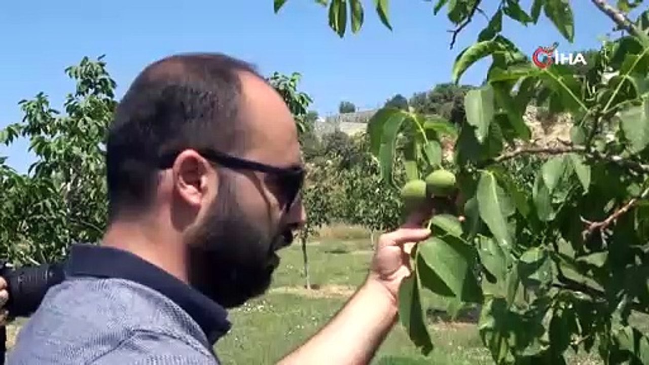Verimsiz ceviz ağaçları 'kabuk altı' aşısı ile verimi bire beş arttırıyor