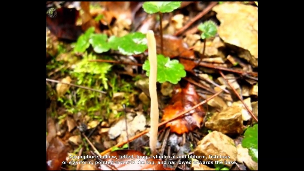 Macrotyphula filiformis. Champimaginatis. English Text