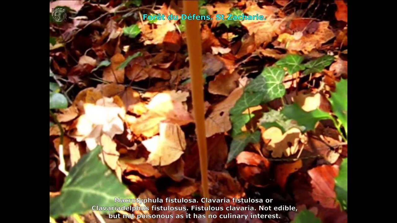 Macrotyphula fistulosa. Champimaginatis. English Text