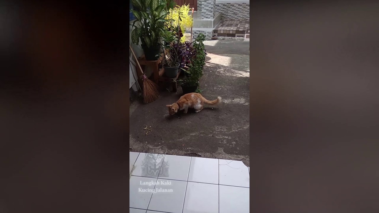 Kenapa Kucing Suka Mencuri Kepala Ikan? Ternyata ini dia alasannya