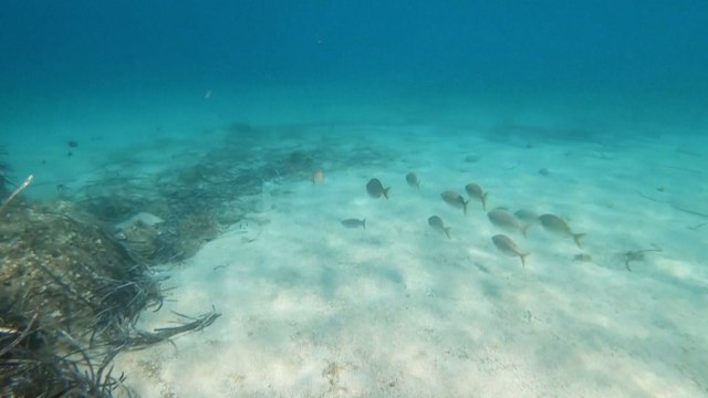 «La couleur de l'eau dépend des matières organiques » : pourquoi les océans virent au vert