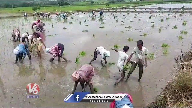 School Children Sowing Paddy Seeds In Farm Due To Holiday _ V6 News (1)