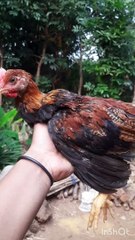 Ayam Kub 2 Janaka usia 63 hari _ Bobot tembus 9 0ns _ kaki sudah kuning semua