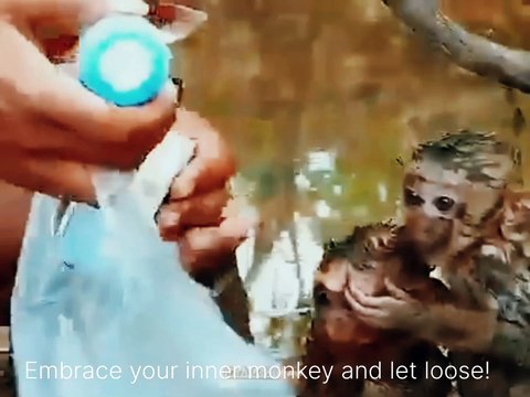 Baby Monkeys finally rescued | Cute Monkeys back to home.