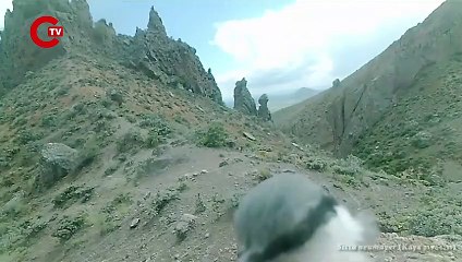 Fotokapanımıza tıklayan Kaya Sıvacısı kuşu 