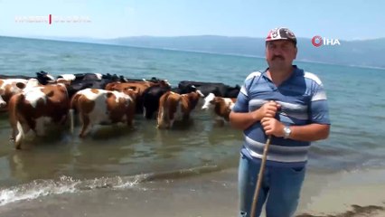 Balıkesir’de sıcaktan pişen inekler denize girdi