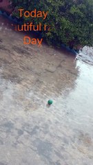 Beautiful rainy day. Nature