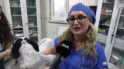 Bursa'da 3D yazıcı ile üretilen protezler sokak hayvanlarına umut oluyor