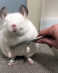 Massage of Mr. Rat from a small comb 