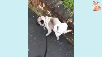 Funny Dog Videos 2021  It's time to LAUGH with Dog's life #14 ｜]