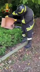 Olginate, gufo intrappolato nel camino: liberato dai vigili del fuoco