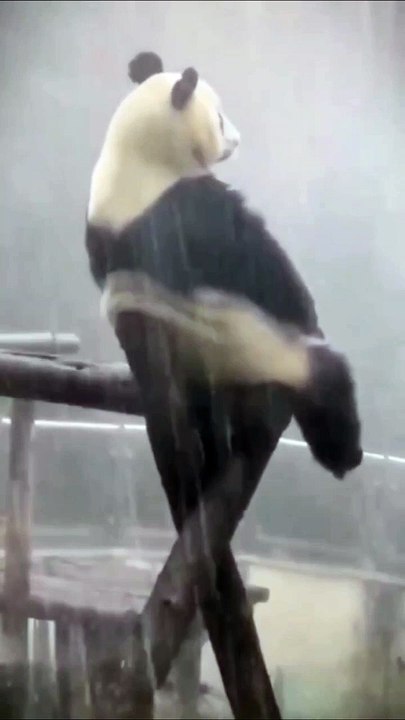Bear Mood Off In Rain