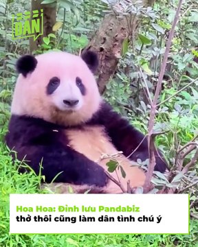 Chấn động Pandabiz: Đỉnh lưu Hoa Hoa có bạn trai, dân mạng rần rần đòi sính lễ, nhà cao cửa rộng vẫn chưa chịu gả, còn nguyên dàn gấu trúc đang trồng cây si Hoa Hoa | Điện Ảnh Net