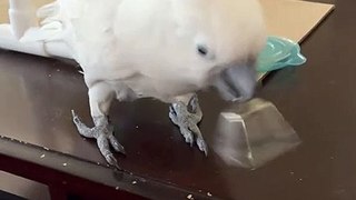 Excited Cockatoo Rings Bell