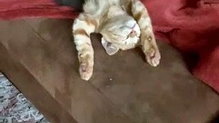 Comfortable Orange Kitty Splays Out