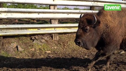 Orchimont : un élevage de bisons au sud de la Wallonie