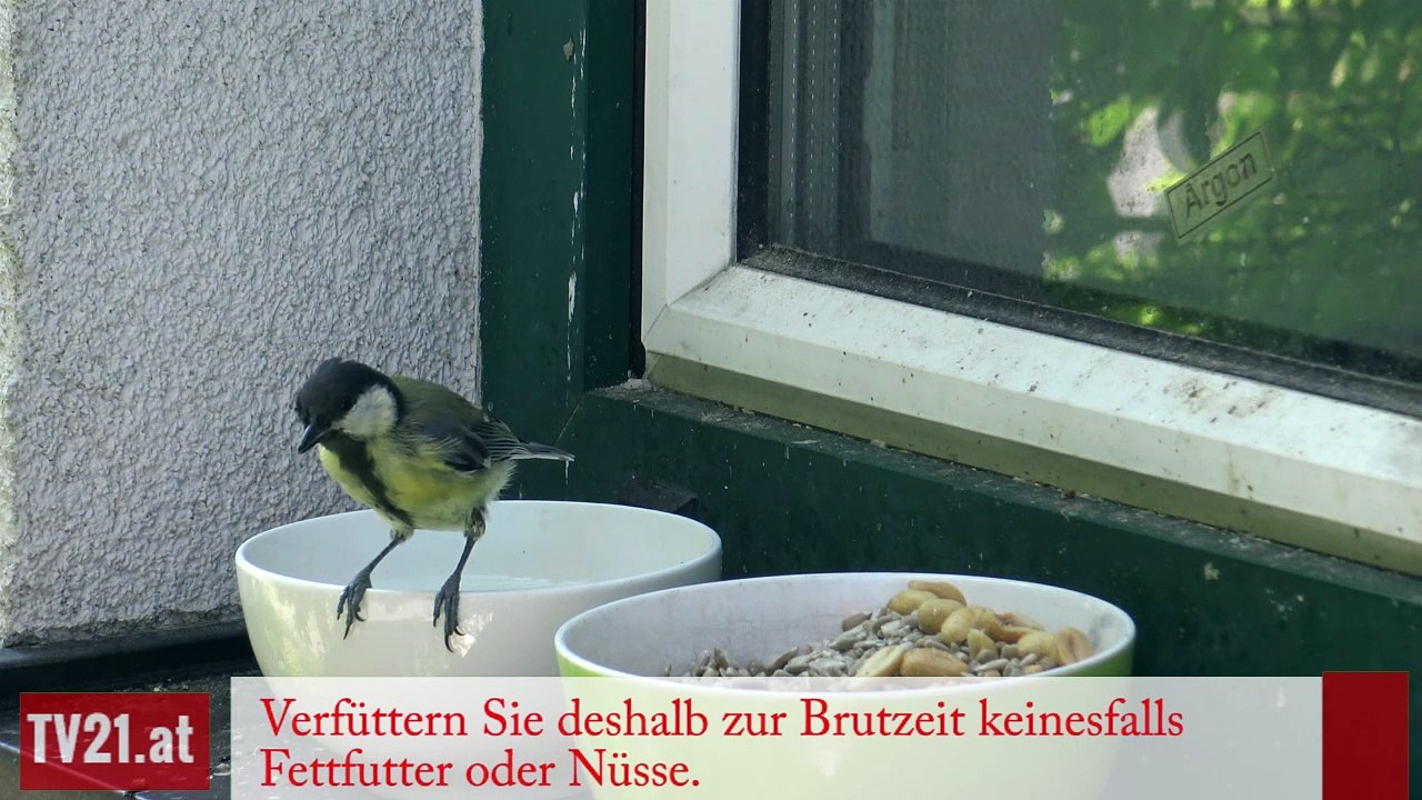 Soll man Vögel im Sommer füttern?