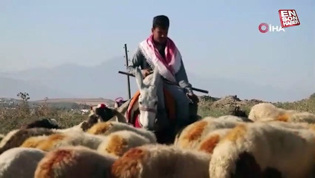 Sıcakta bunalan hayvanlar için eşek sırtında zorlu mesai
