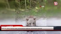Bitlis’te yavru ayının araç sürücüsüne saldırısı kameraya yansıdı