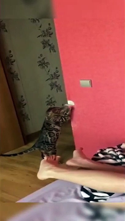 Funny Cat Part 5