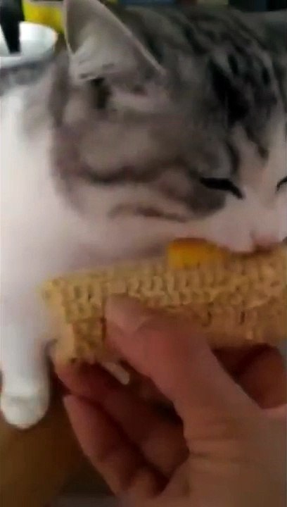 Funny Cat Part 3