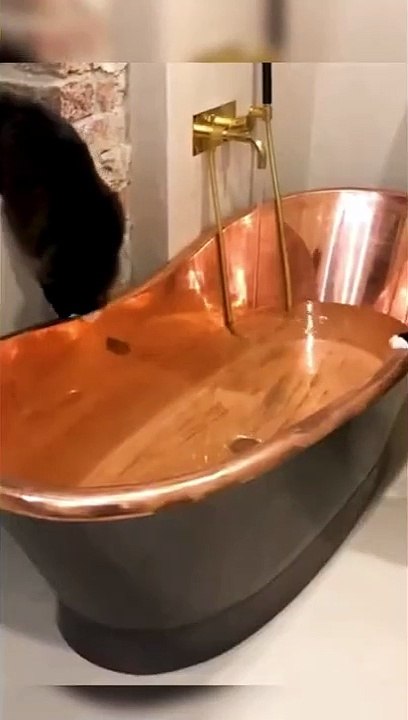 Funny Cat Part 4