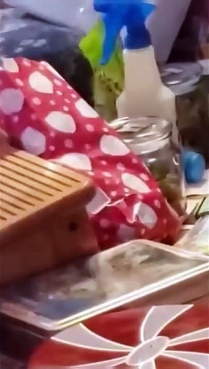 Funny Cat Part 10