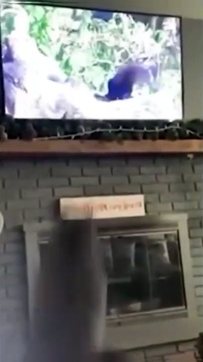 Funny Cat Part 6