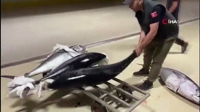 Gürpınar Su Ürünleri Hali'nde yasadışı avlanan 4 adet 160 kg orkinos balığı ele geçirildi