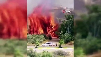 Çalılık alanda çıkan yangın arı dolu kovanları küle çevirdi