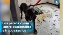 Rescatan a mascotas de agresores de maestra de kínder en Cuautitlán Izcalli