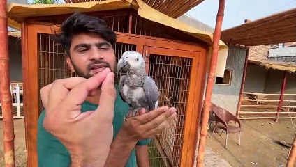 Piara Sa Tota Mini Zoo Main Agiya