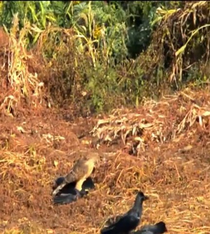 Eagle Preyed the Crow