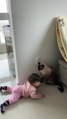 Cat Keeps Baby Away From Electrical Outlet