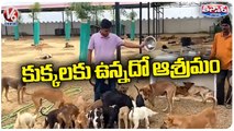 Sadbhawna Dog Ashram In Rajkot Provides Shelter For Stray Dogs | V6 Weekend Teenmaar