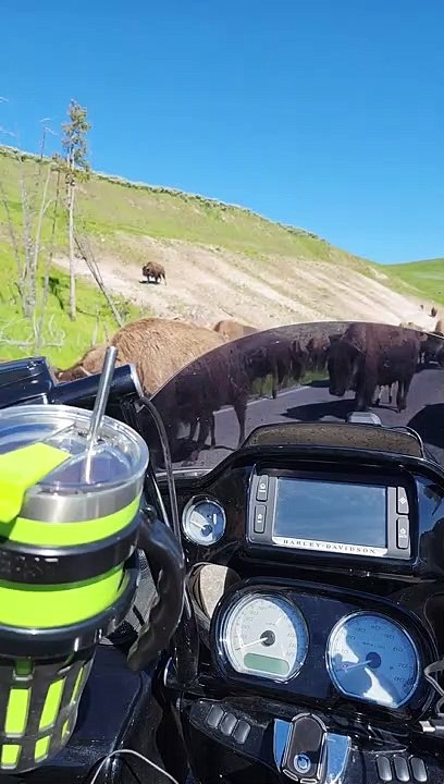 Bison Traffic Jam