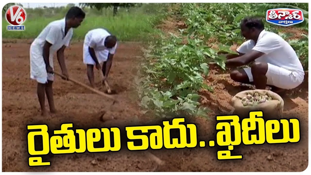 Prisoners Making Money Through Farming In Open Jail In Sivaganga Jail | V6 Weekend Teenmaar