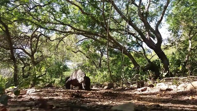 Komodo Island tourism destinations, ...........Indonesia