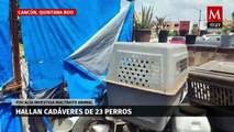 Bienestar Animal encuentra 23 perros muertos y 5 desnutridos en casa de Cancún