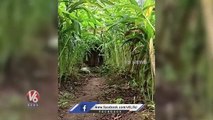 Elephant Known As Motta Valan Damaged Crops In Kerala _  V6 News