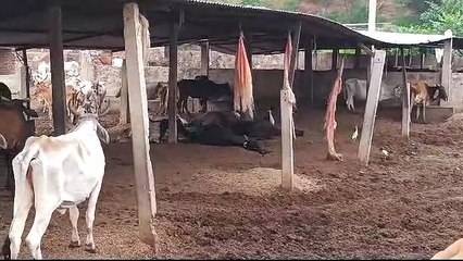 गौशाला में हो रही गाय की दुर्दशा