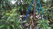 বাংলা চটি গল্প | 60 Vlog | of advanced varieties of neem treess _ Village Flowers View @Vlog