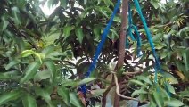 বাংলা চটি গল্প | 60 Vlog | of advanced varieties of neem treess _ Village Flowers View @Vlog