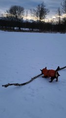 Small Dog Finds a Big Stick