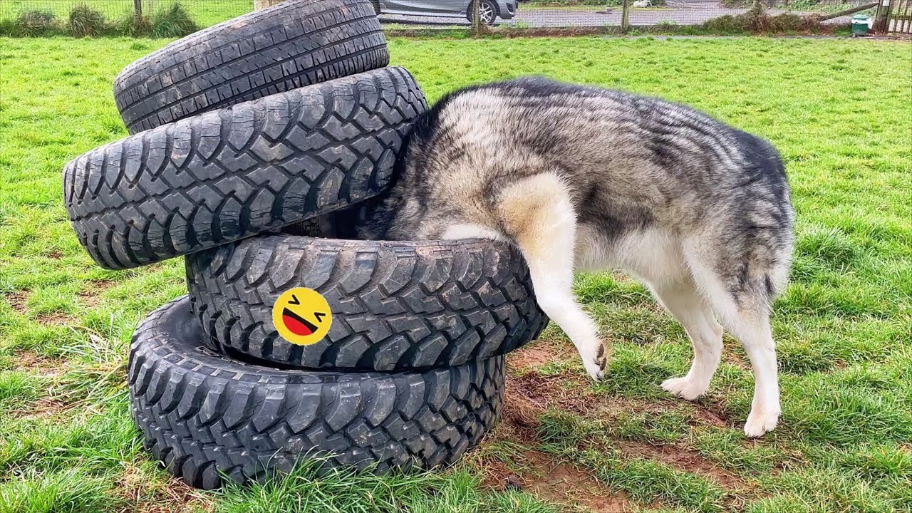 Funny Dogs And Cats Videos 2023  - Best Funniest Animal Videos Of The Month  #108
