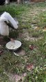 Greedy Stork Gobbles Grub