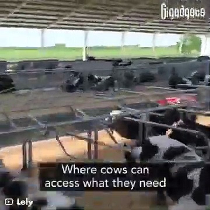 Is this the future of dairy farming #shorts #viral #shortsvideo #video #innovationhub